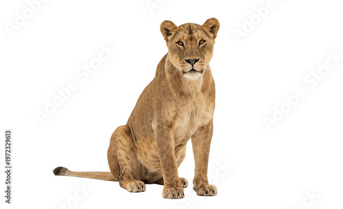 Photography lion isolated on white background