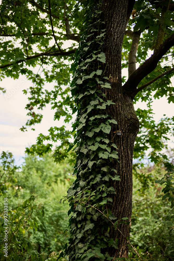 Obraz premium Ivy vines climbing a tree trunk in lush green forest