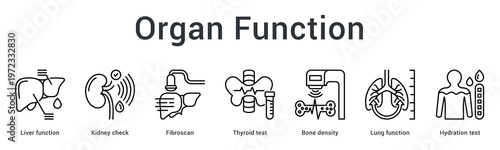 Organ function banner web icon monitors liver, kidney, thyroid, bone and lung health through specialized testing.