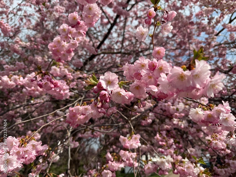 Obraz premium close up cherry blossoms with soft bokeh background