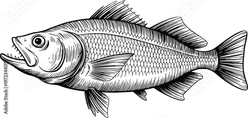 Engraving black and white graphic design drawing of a fish with its mouth open, a freshwater or saltwater aquatic vertebrate animal with fins and gills.