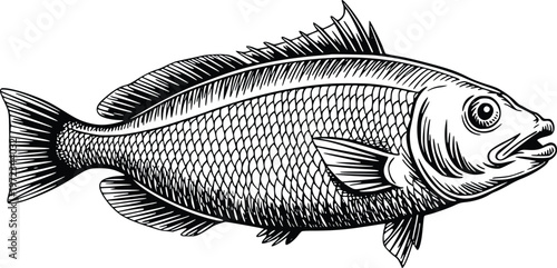 Engraving black and white graphic design drawing of a fish, a freshwater or saltwater aquatic vertebrate animal with fins and gills, swimming in water.