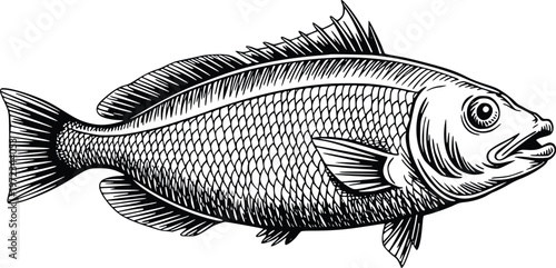 Engraving black and white graphic design drawing of a fish, a freshwater or saltwater aquatic vertebrate animal with fins and gills, swimming in water.