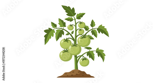 Green Tomato Plant Growing with Unripe Fruit on White Background