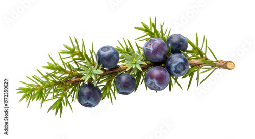 A close-up of a juniper branch with vibrant blue berries against a dark background