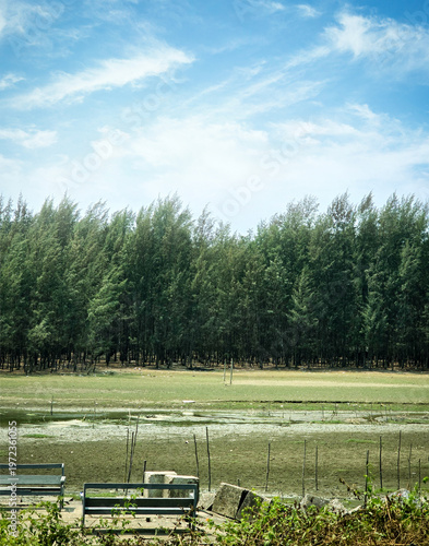 Serene landscape of a lush green Casuarina forest under a bright blue sky with wispy white clouds, featuring a tranquil park-like setting near the coast for travel and nature-themed designs