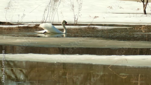 Swans returning to their ancestral pond swim in the spring meltwater.