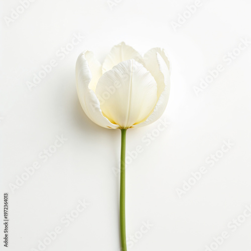 Single Elegant White Tulip Flower With Green Stem on Clean White Background, Minimalist Botanical Fine Art Photography With Soft Natural Light and Delicate Petals