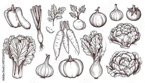 Detailed Hand-Drawn Vegetable Collection - Artistic Black and White Illustrations.