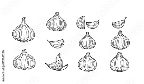 Garlic doodle icon set hand drawn food ingredient outline vector collection