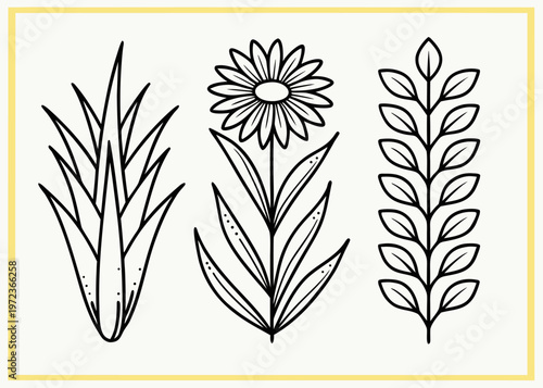 Three separate botanical line art sketches of various plants and a flower displayed in a row inside a thin yellow frame on white.
