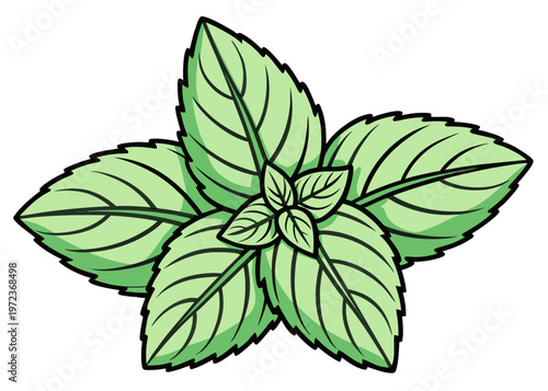 Five fresh green mint leaves are arranged in a central cluster with detailed shading and dark green veins in a clean vector art style.