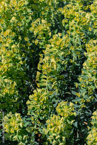 Mediterranean spurge (Euphorbia characias), an upright evergreen shrub top view