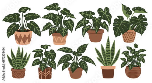 Beautiful collection of various green houseplants in decorative ceramic pots arranged in two rows against a white background.