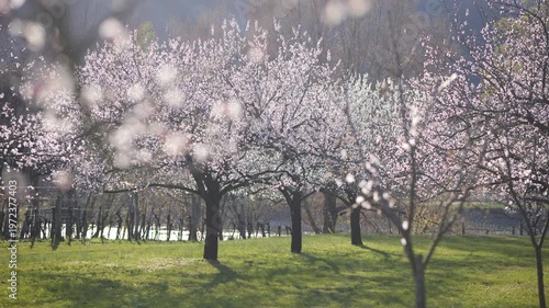 Blooming Apricot Trees in the Wachau Valley in Austria. Soft spring sunlight on white blossoms in a rural orchard