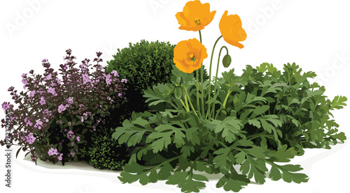Lush Garden Flower Arrangement Featuring Vibrant Orange Poppies and Small Purple Blossoms With Green Shrubs Isolated on White Background for Professional Landscaping Design Projects