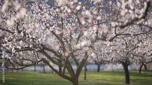 Blooming Apricot Trees in the Wachau Valley in Austria. Soft spring sunlight on white blossoms in a rural orchard