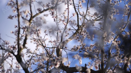 Blooming Apricot Trees in the Wachau Valley in Austria. Soft spring sunlight on white blossoms in a rural orchard
