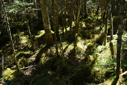 Climbing Mount Kobushigatake, Chichibu, Japan