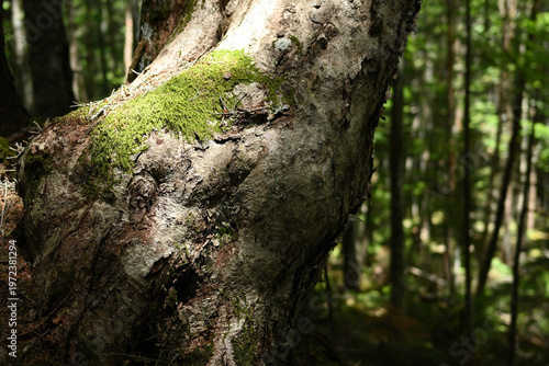 Climbing Mount Kobushigatake, Chichibu, Japan
