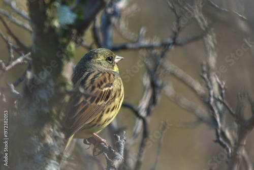 Konstfotografi Black-faced Bunting