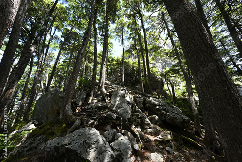 Climbing Mount Kobushigatake, Chichibu, Japan