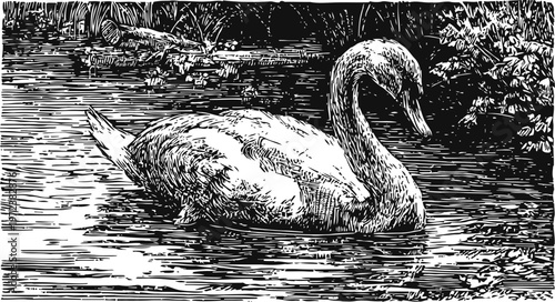Swan swimming in lake with trees and water plants around, vintage ink drawing of waterfowl bird