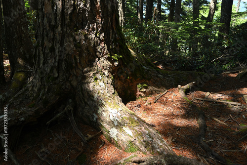 Climbing Mount Kobushigatake, Chichibu, Japan