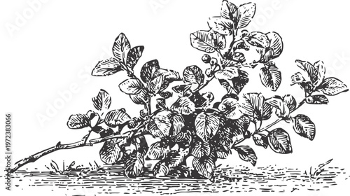 Vintage botanical illustration of a leafy plant branch with detailed texture and shading