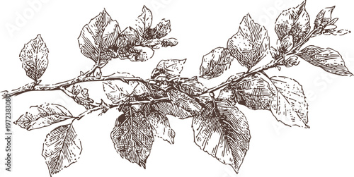 Detailed botanical illustration of a tree branch with leaves and buds in monochrome engraving