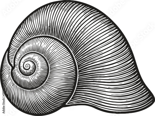 Intricate black and white snail shell illustration with spiral and textured lines