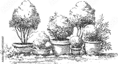 Detailed hand drawn topiary plants in pots with varied shapes and textures, garden decoration illustration