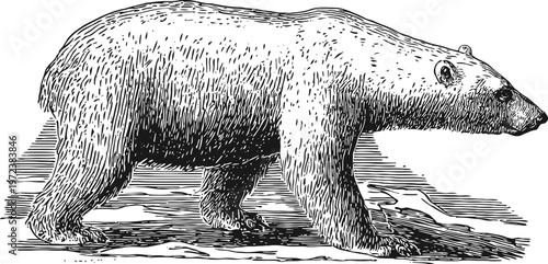 Vintage engraving of a polar bear walking on ice in black and white detailed