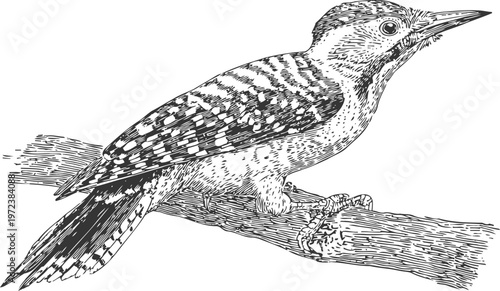 Detailed black and white woodpecker illustration perched on textured tree branch bird wildlife nature drawing