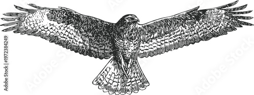 Black hawk with outstretched wings soaring wild bird of prey detailed illustration with spread feathers and sharp eyes hunting in flight