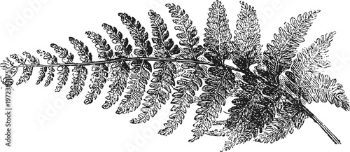 Detailed botanical illustration of a fern leaf with intricate foliage and pinnate pattern