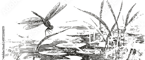 Dragonfly perched on reed over a pond with water lilies and aquatic plants in vintage sketch