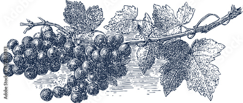 Vintage grapevine illustration with ripe grape clusters and detailed vine leaves on white background