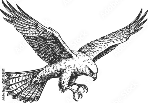 Majestic hawk in mid flight with outstretched wings and sharp talons hunting prey