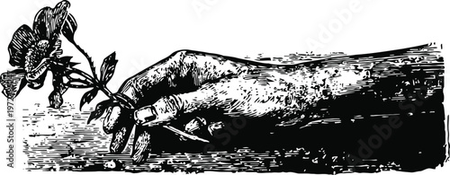 Hand holding a delicate flower with leaves, vintage black ink engraving illustration