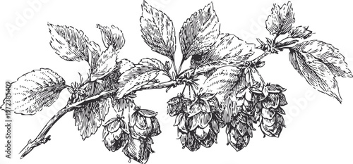 Botanical illustration of hop plant branch with leaves and cone shaped flowers in vintage engraving