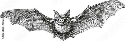Vintage illustration of a bat with outstretched wings detailed black and white drawing