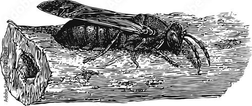 insect on tree branch detailed black and white engraving of wasp on wood texture