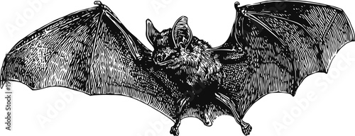 Illustration of a flying bat with fully spread wings detailed in black vintage engraving