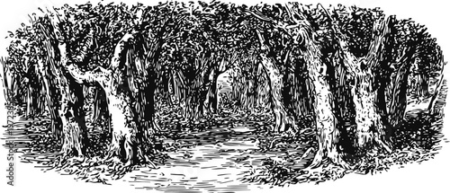 Dense forest pathway with large trees and thick trunks, shaded woodland environment illustration