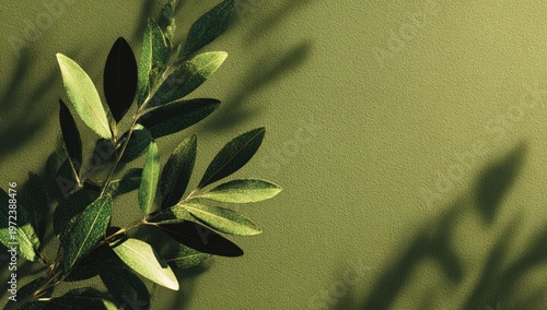 Close-up of a Lush Green Olive Branch with Soft Sunlight and Shadows.