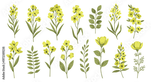 Beautiful and detailed collection of various yellow wildflowers and green leaf stems arranged for botanical study or design.