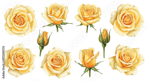 Botanical set of exquisite yellow rose flowers in different stages of bloom including closed buds and full flowers.