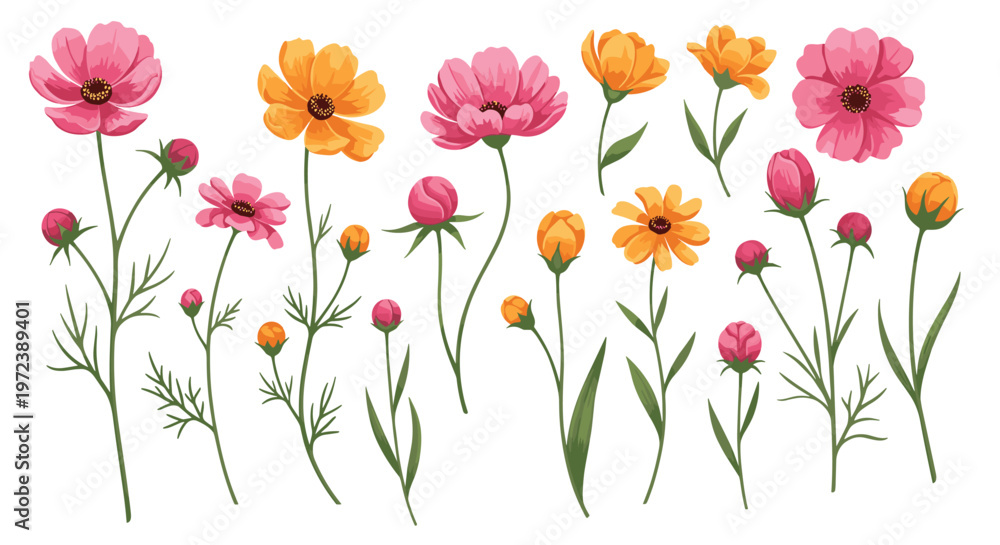 Fototapeta premium Diverse collection of pink and yellow cosmos and other wildflowers with green stems and buds isolated on white background.