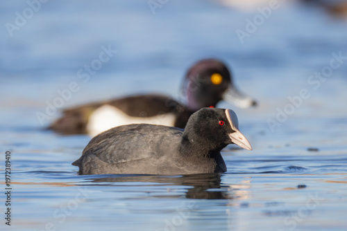 Tableau sur toile A coot has just arrived at bird rich bay in Southern Finland